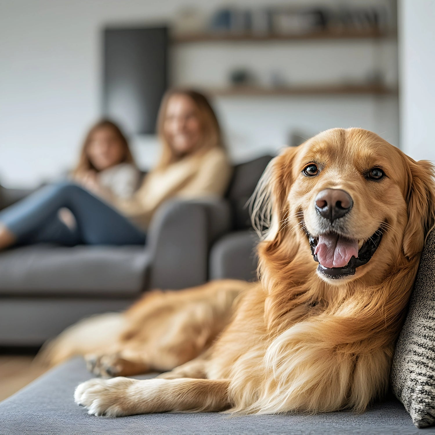 Dog Essentials