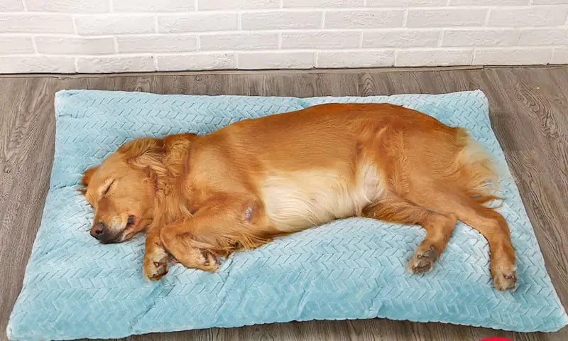 Long Warm Plush Dog Bed with Quilted Base - 4 Sizes | Cozy Pet Bed